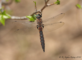 Epitheca spinosa, male